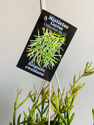 Rhipsalis Ewaldiana - Mistletoe Cactus Collection No. 12