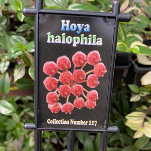 Hoya - Halophila Collection No. 117