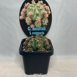 Gymnocalycium anisitsii var. compactum