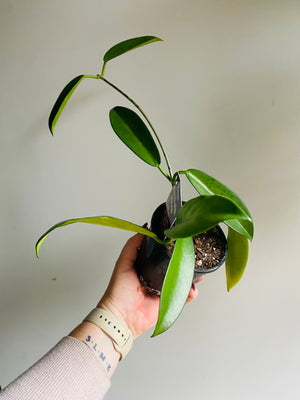 Hoya - Pubicorolla subsp. anthracina Collection No. 166