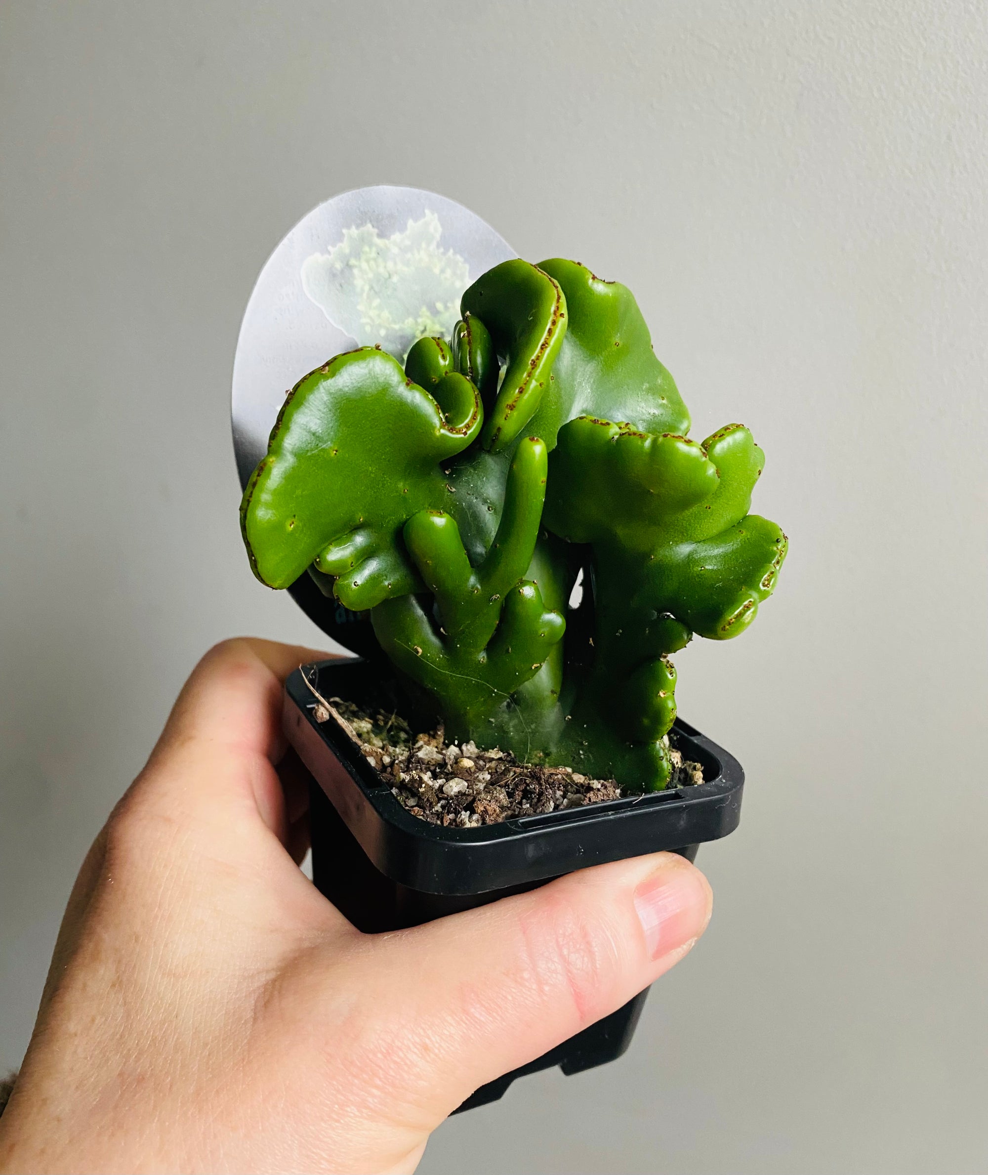Euphorbia alluaudii forma cristata