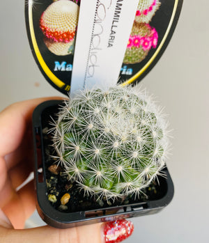 Mammillaria candida - The Snowball Cactus