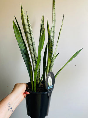 Sansevieria trifasciata -  Silver Princess