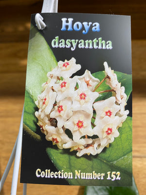 Hoya - Dasyantha Collection No. 152