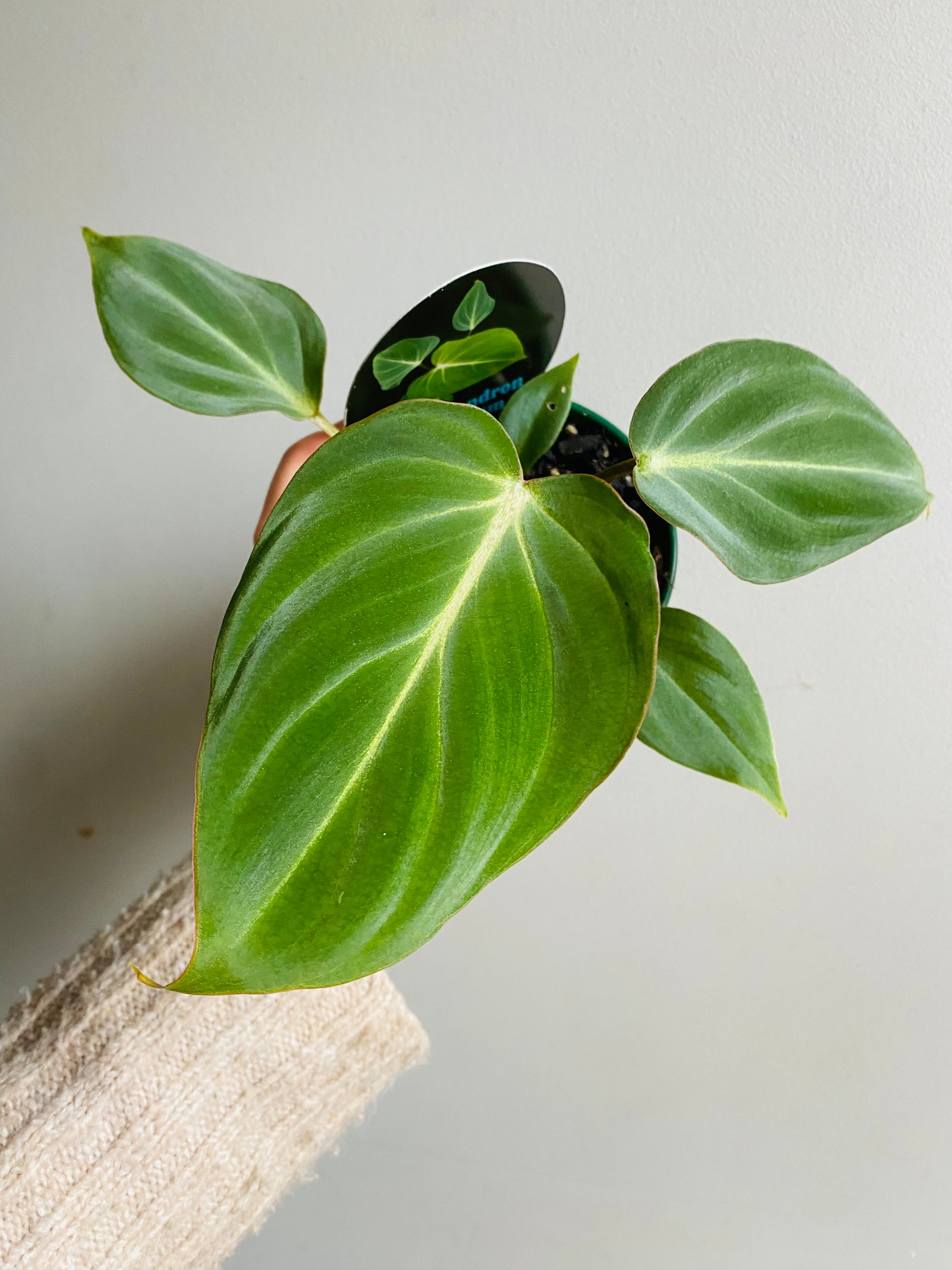 Philodendron gloriosum