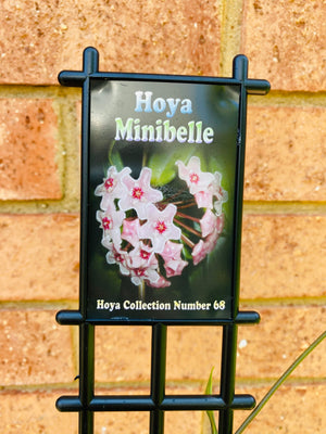 Hoya - Minibelle Collection No. 68