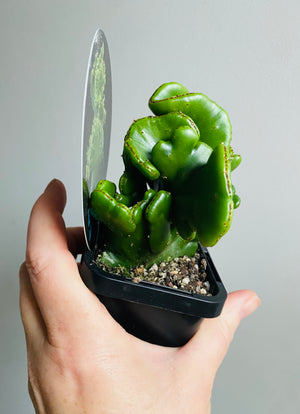 Euphorbia alluaudii forma cristata