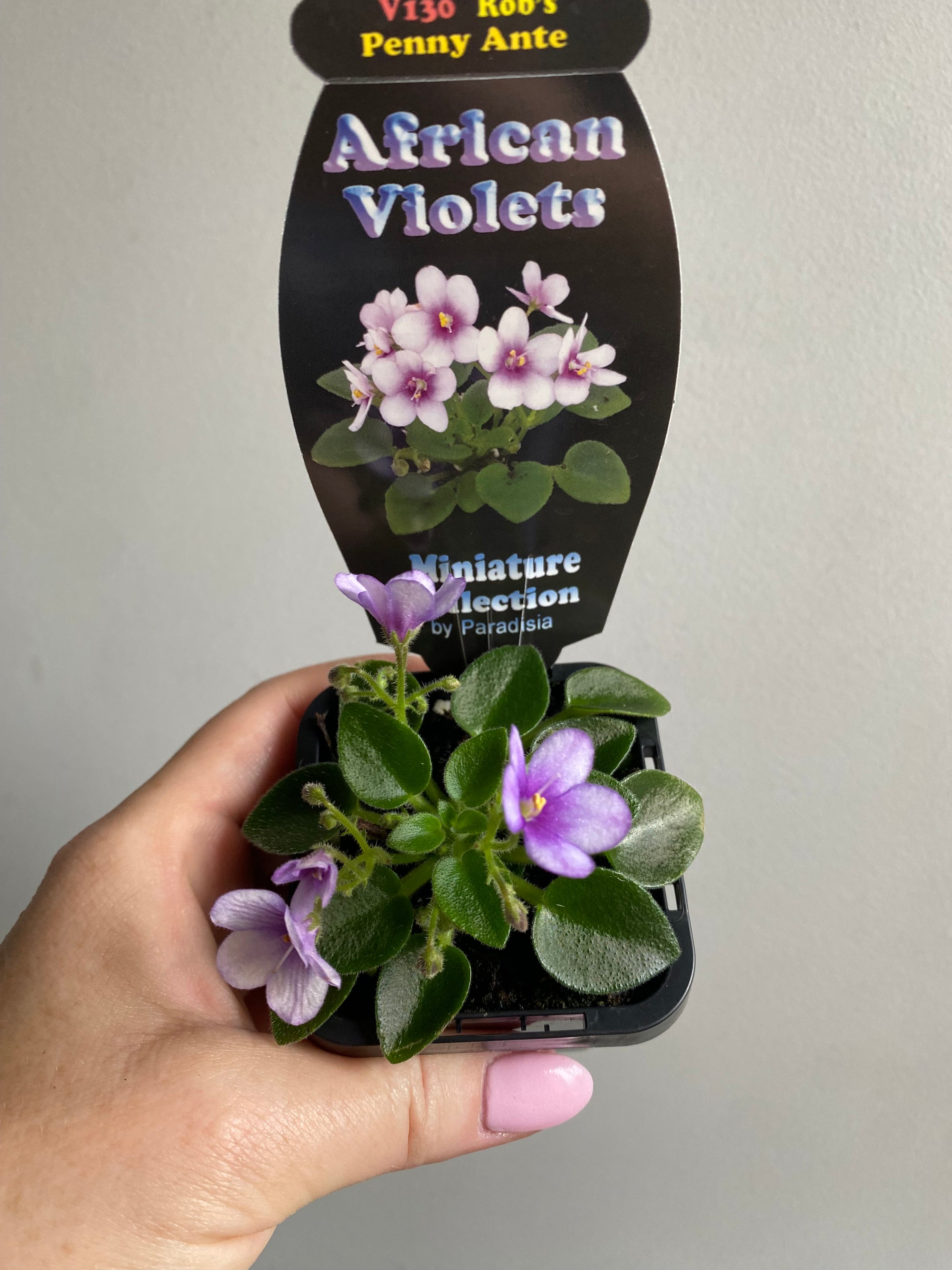 African Violet - Rob’s Penny Ante