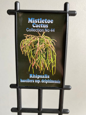 Rhipsalis Baccifera ssp. Delphinensis - Mistletoe Cactus Collection No. 44