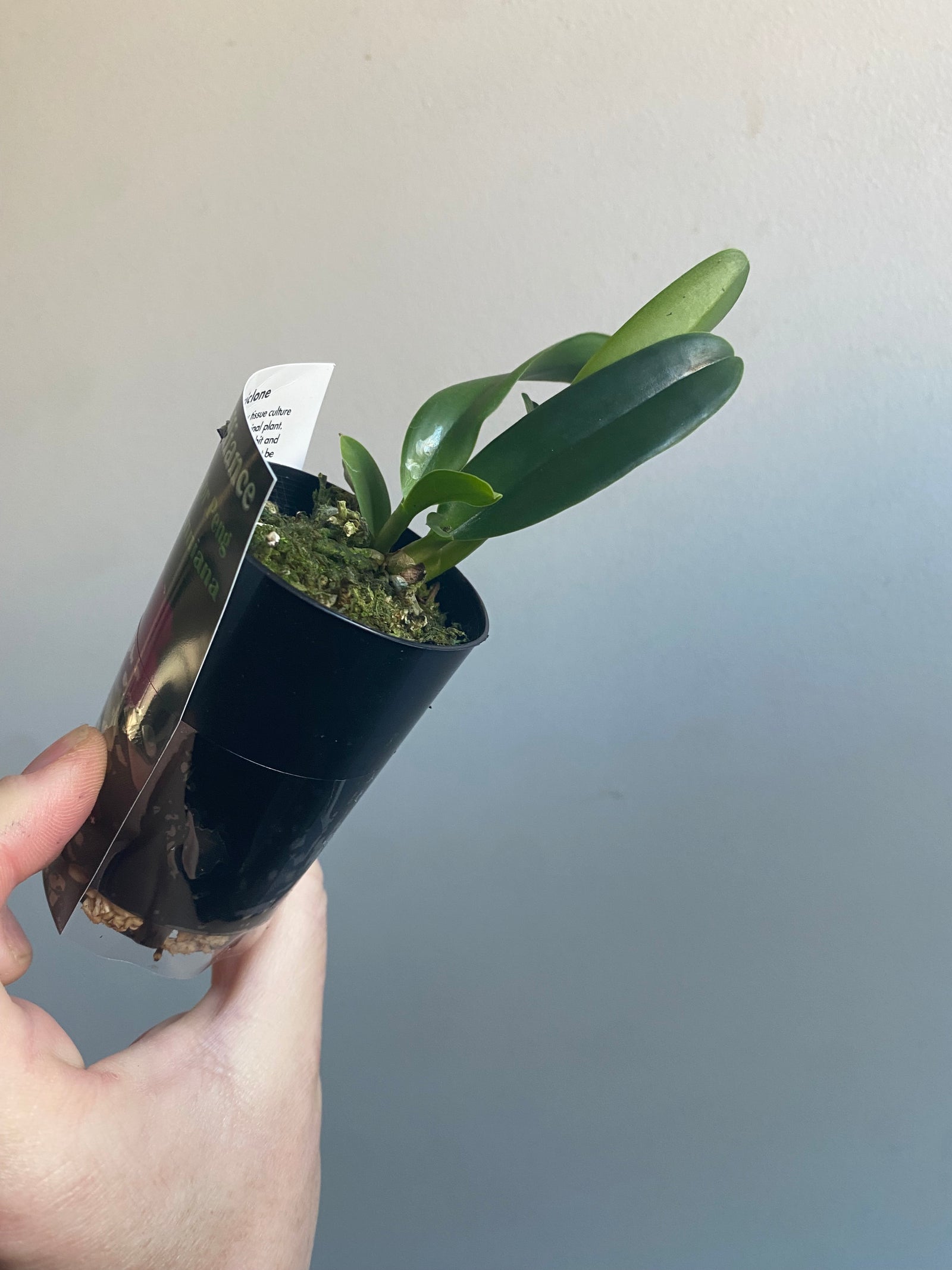 Cattleya Alliance Lc. Memoria Doctor Peng x C. Iueddemanniana