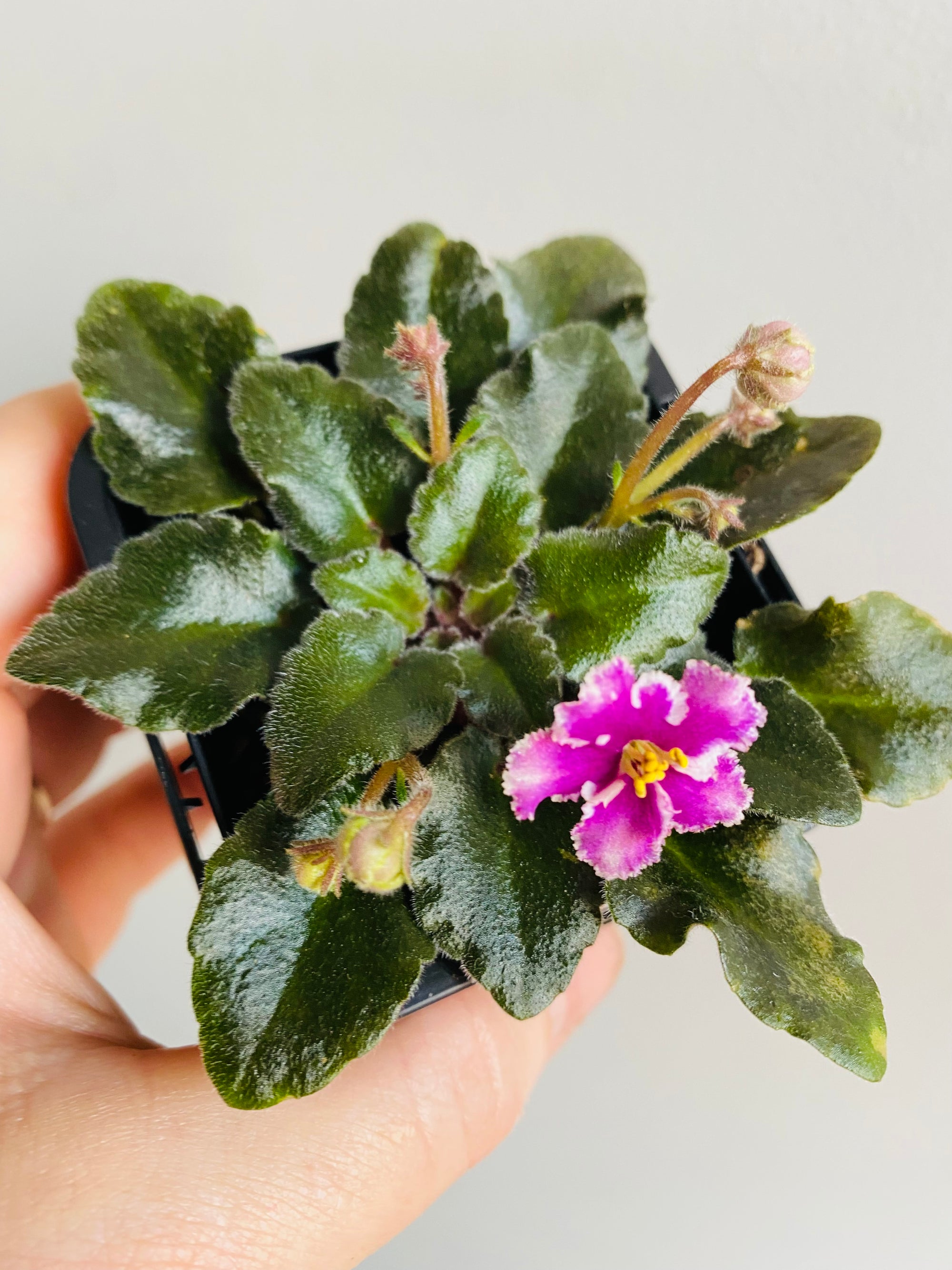 African Violet - Heritage Frolic