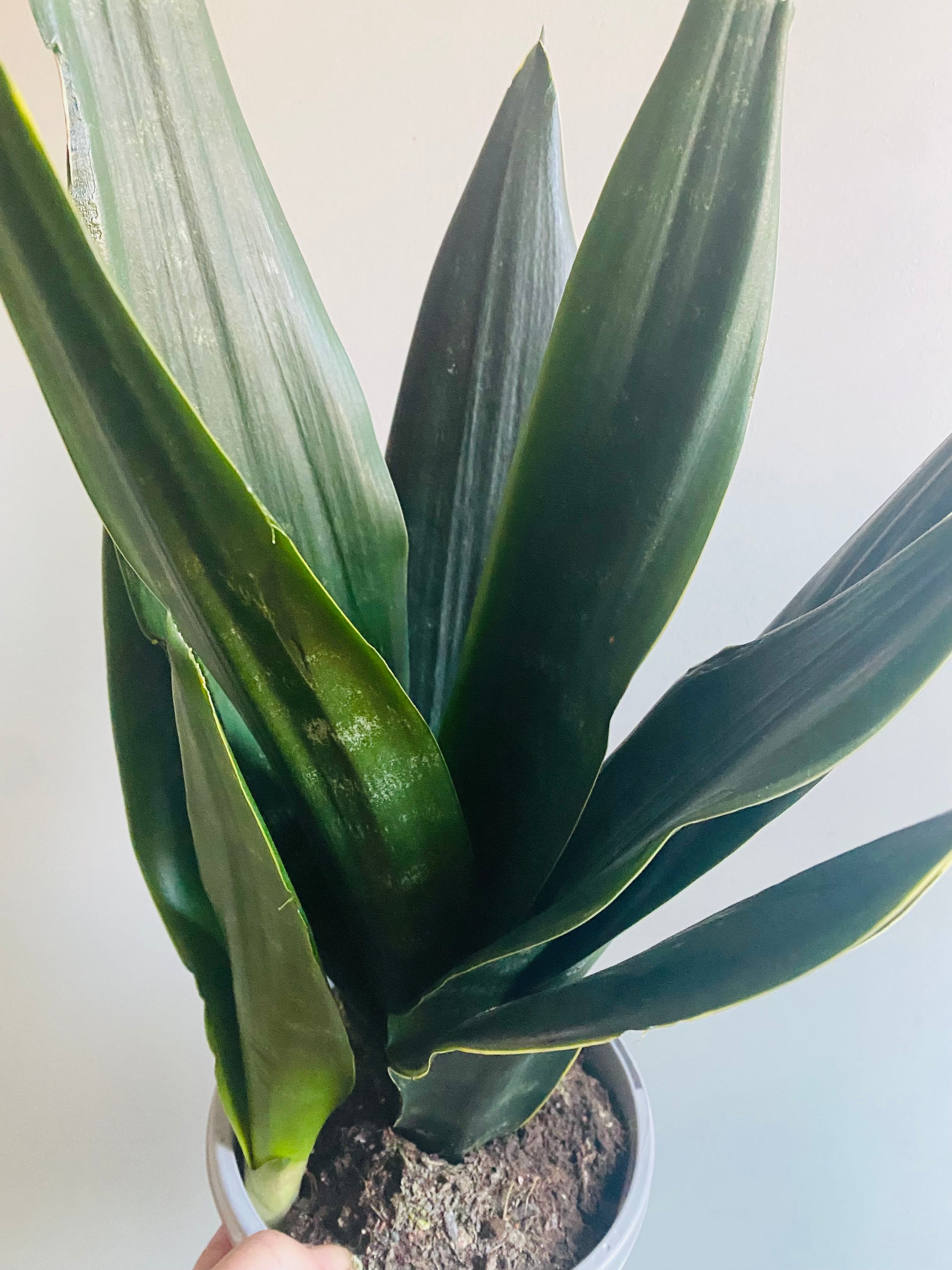 Sansevieria - Black Diamond