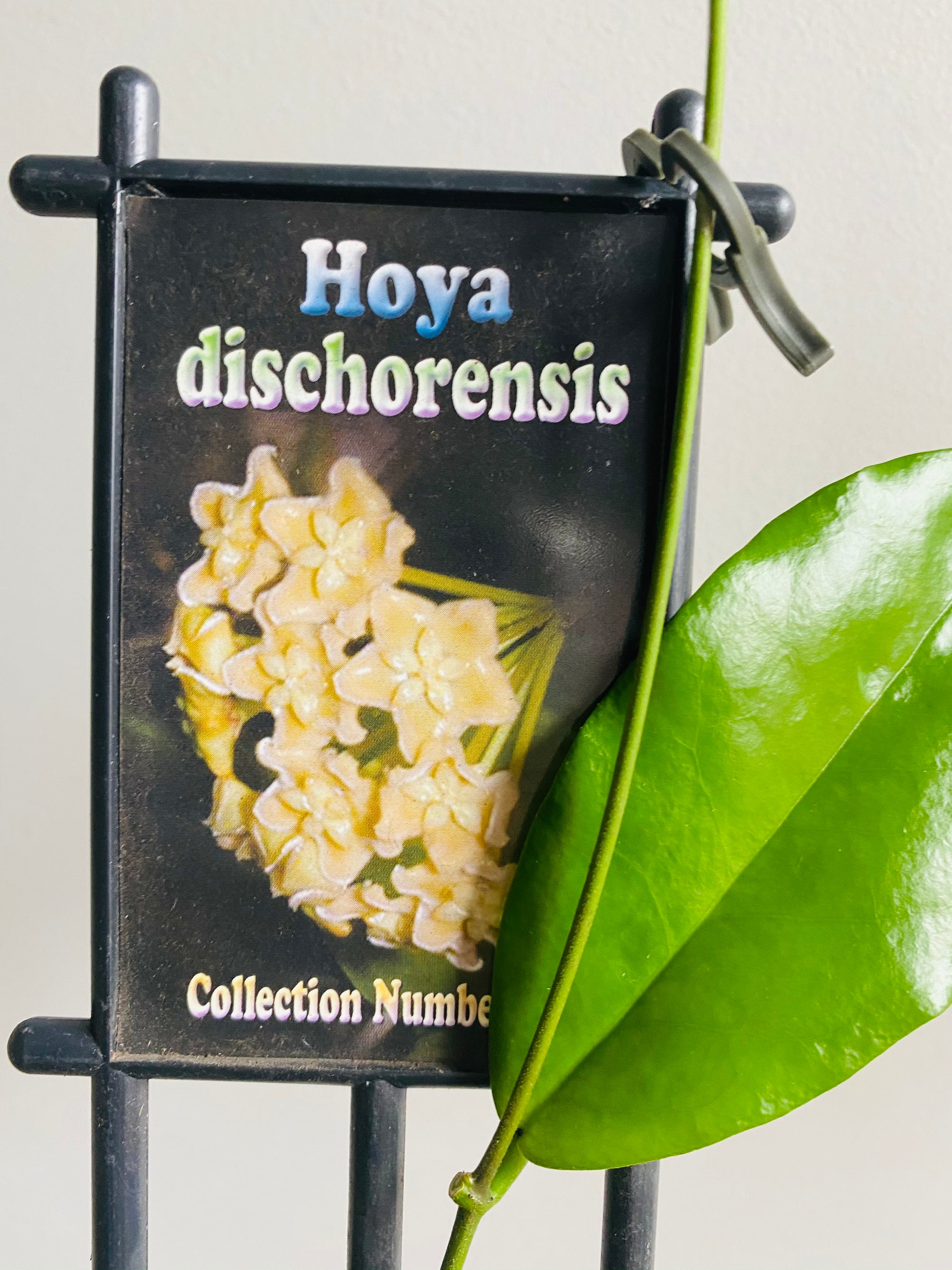Hoya - Dischorensis Collection No. 66