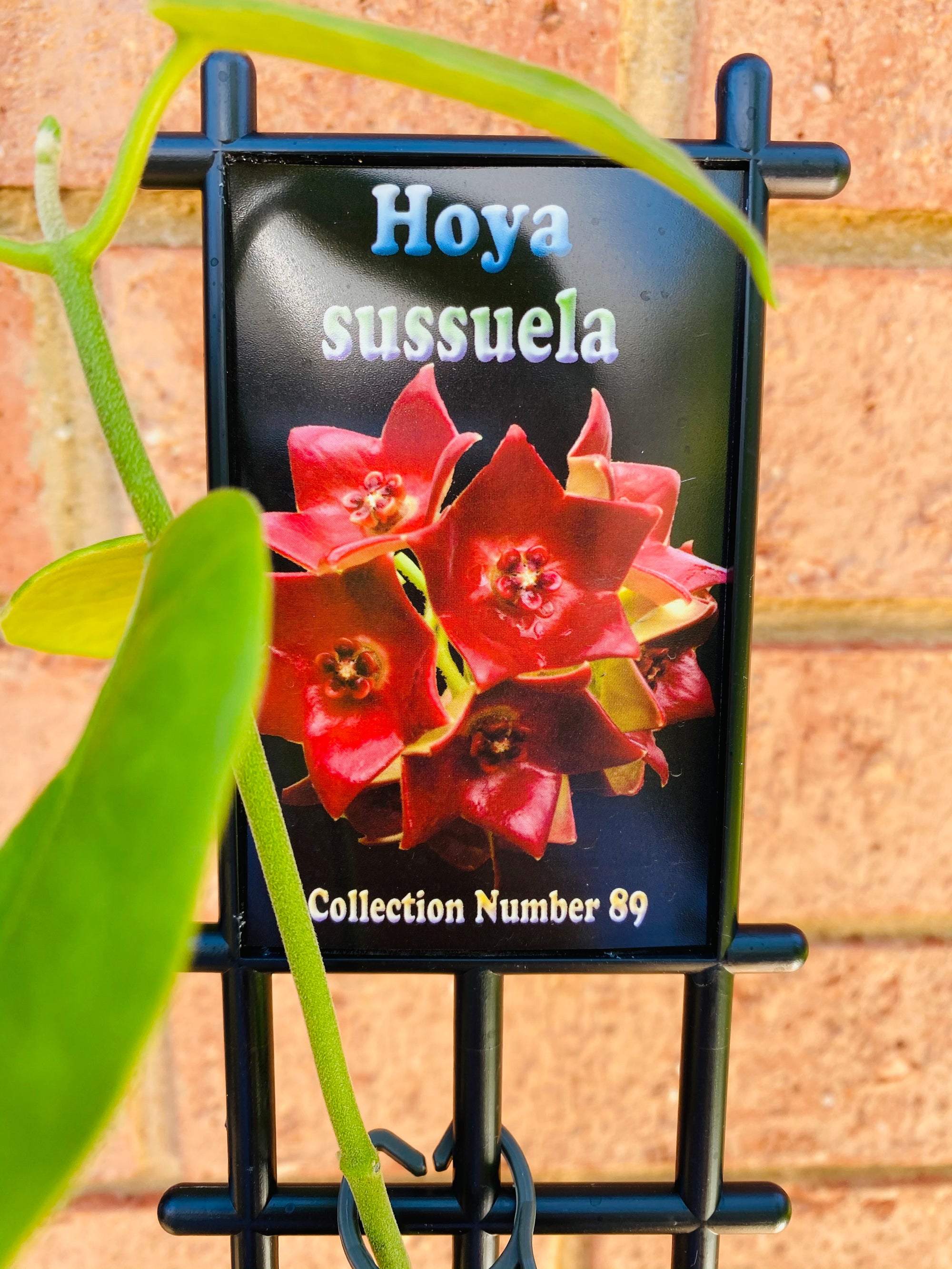 Hoya - Sussuela Collection No. 89