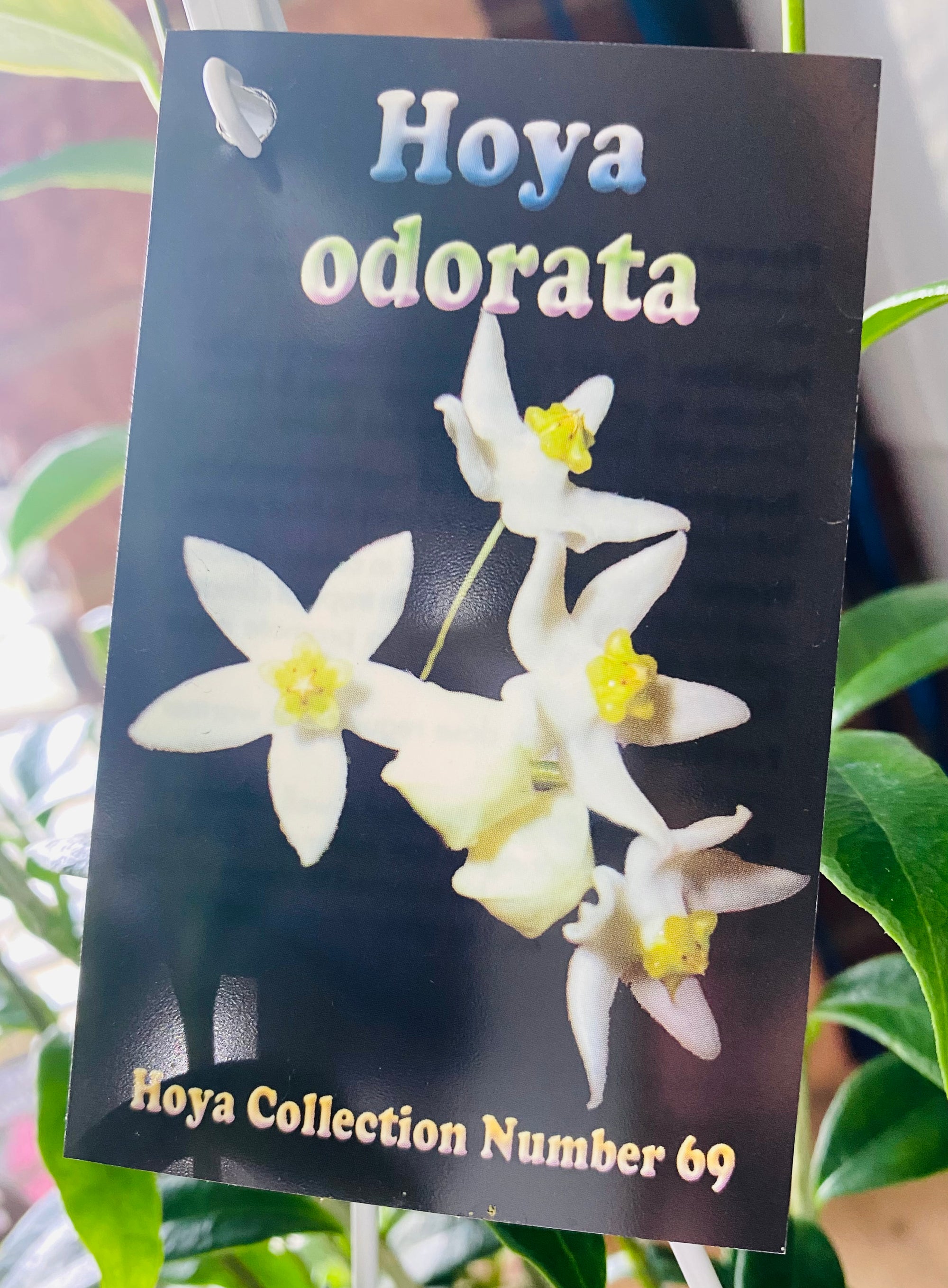 Hoya - Odorata Collection No. 69