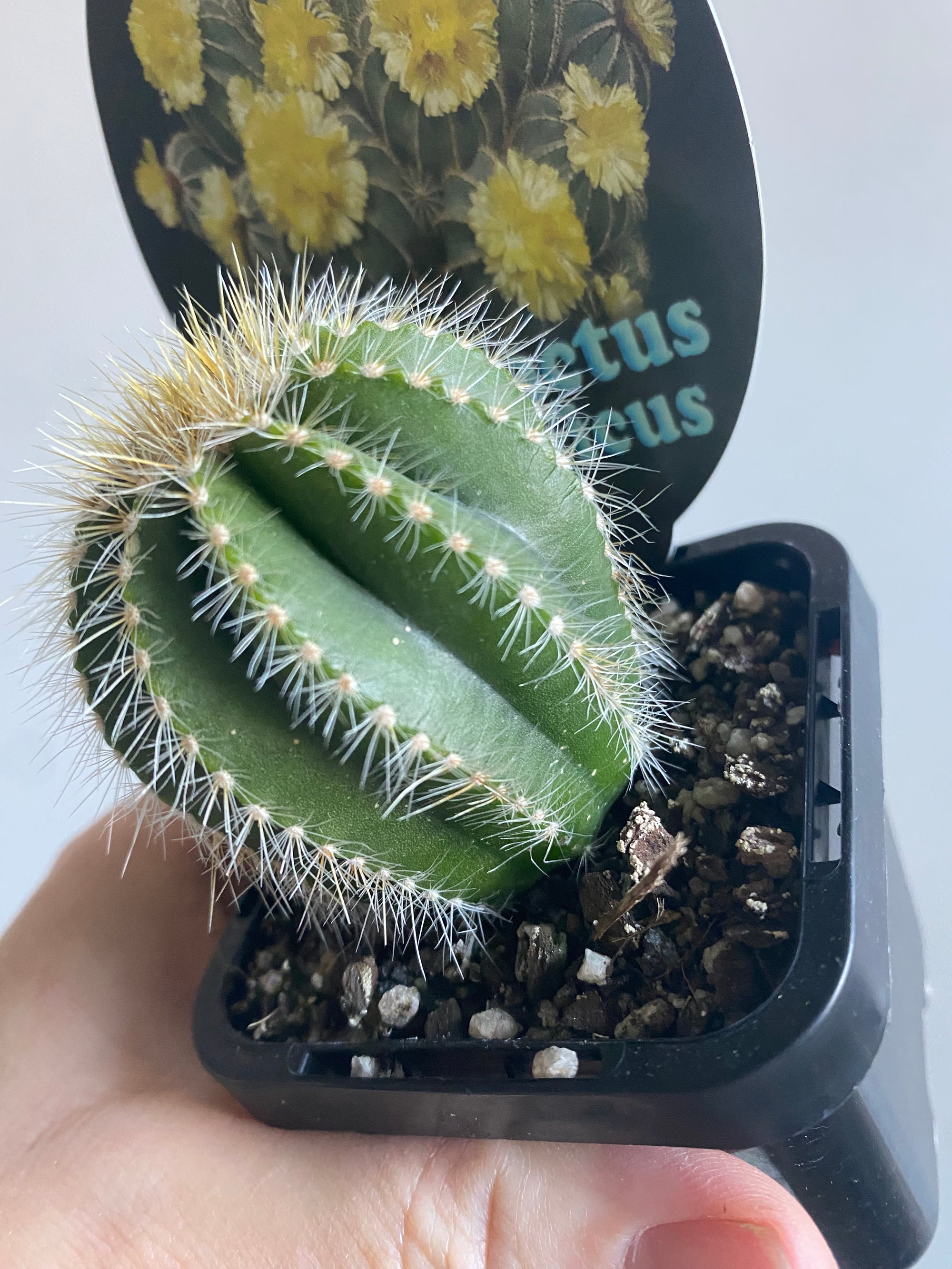 Notocactus magnificus