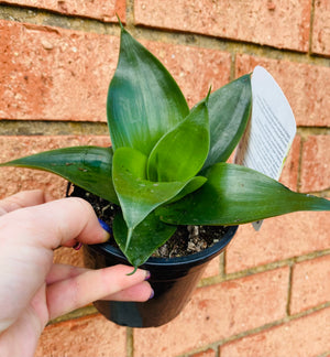 Sansevieria trifasciata - Hahnii Jade