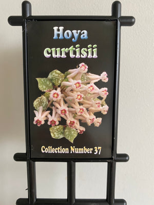 Hoya - Curtisii Collection No. 37