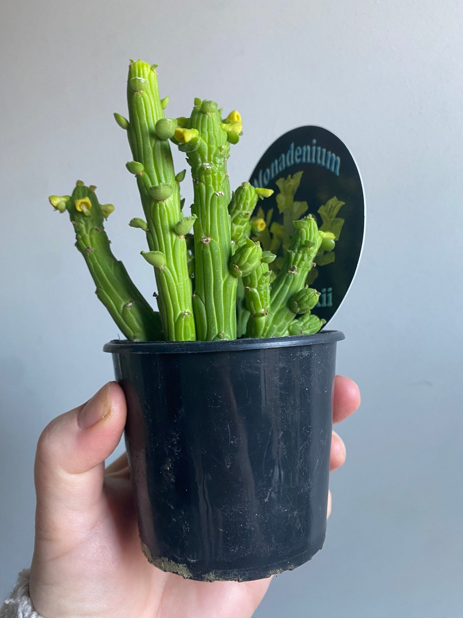 Monadenium ellenbeckii