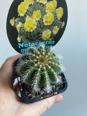 Notocactus magnificus