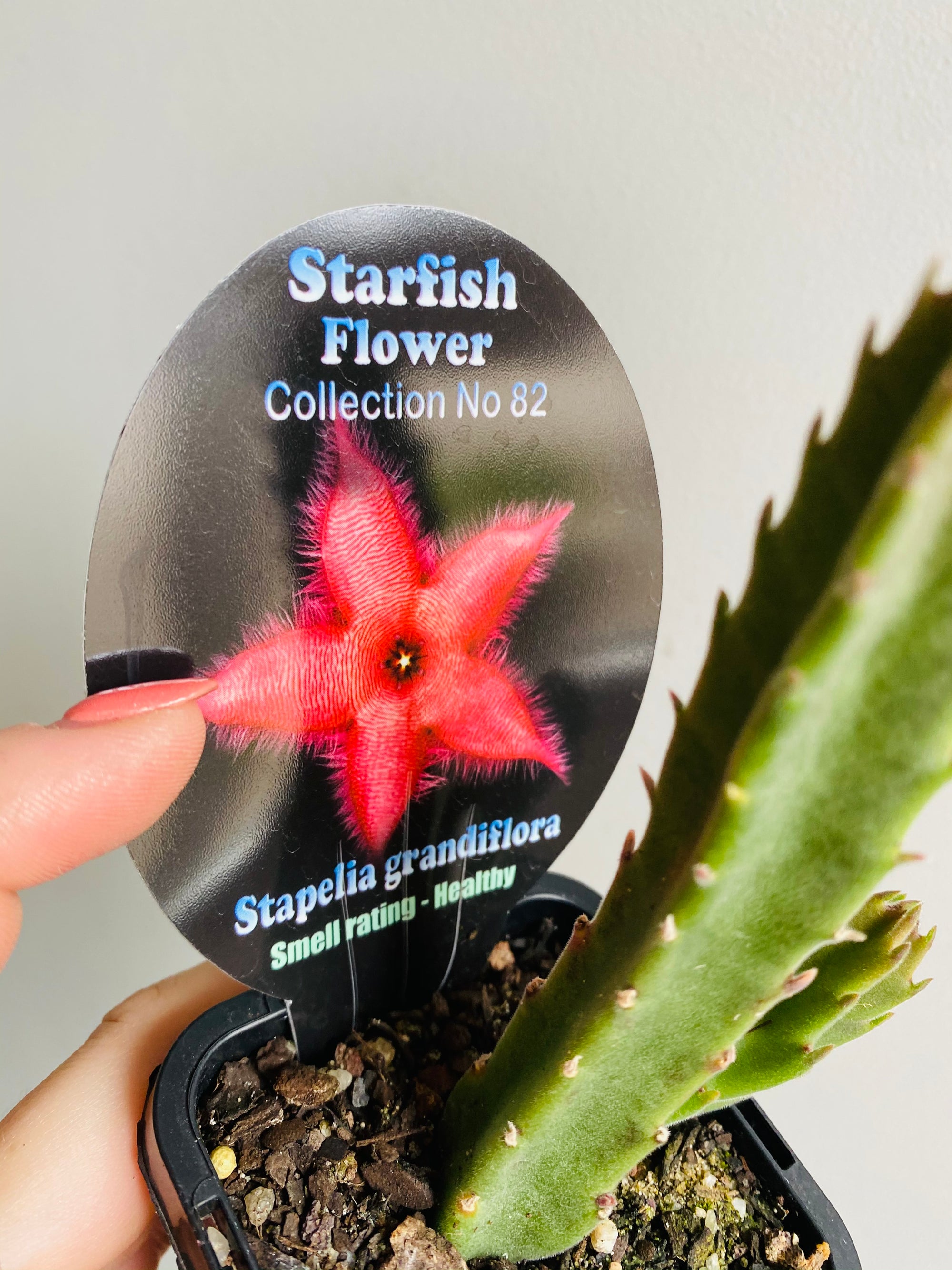 Stapelia grandiflora - Starfish Flower Collection No. 82