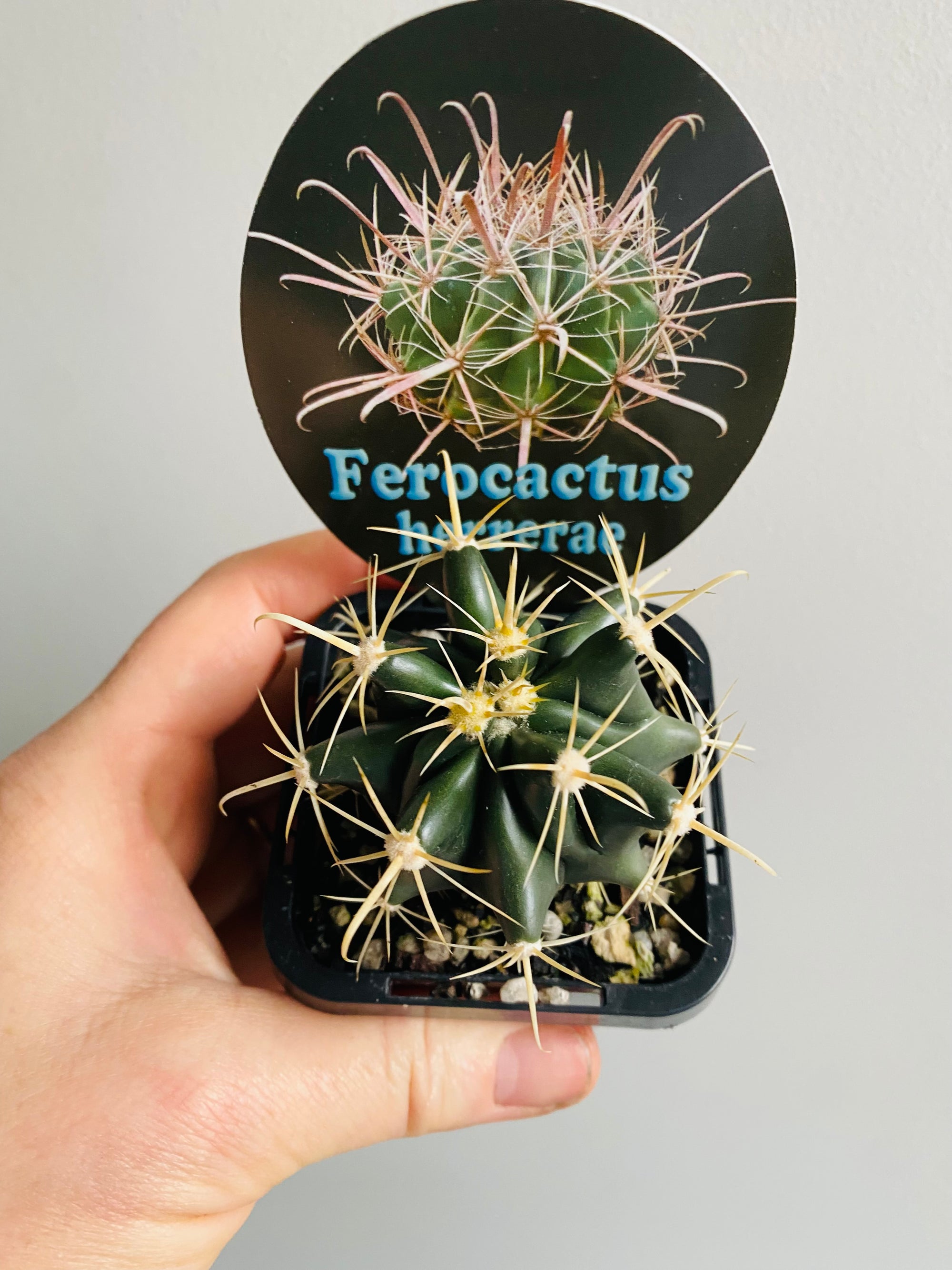 Ferocactus herrerae