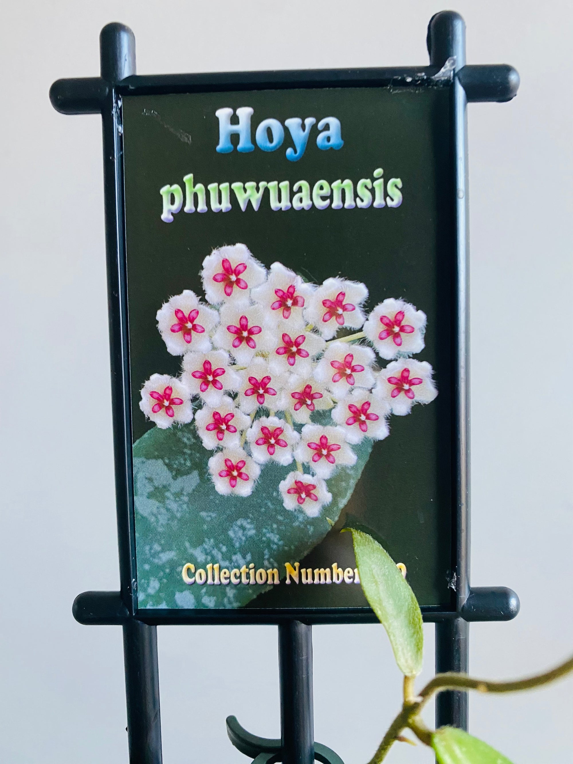 Hoya - Phuwuaensis Collection No. 149