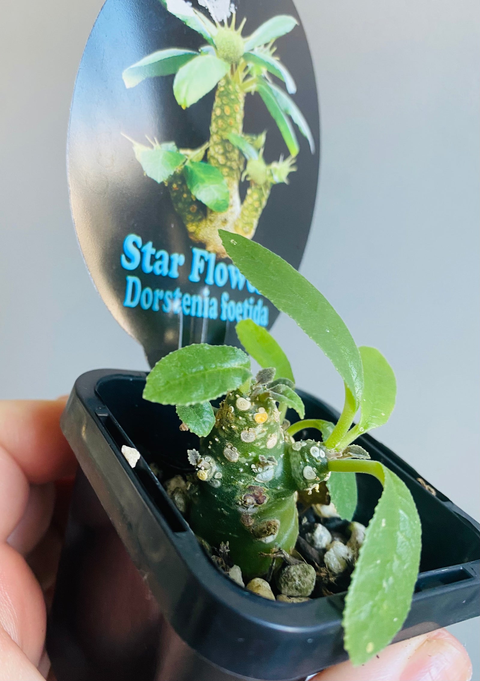 Dorstenia foetida 'Star Flowers'