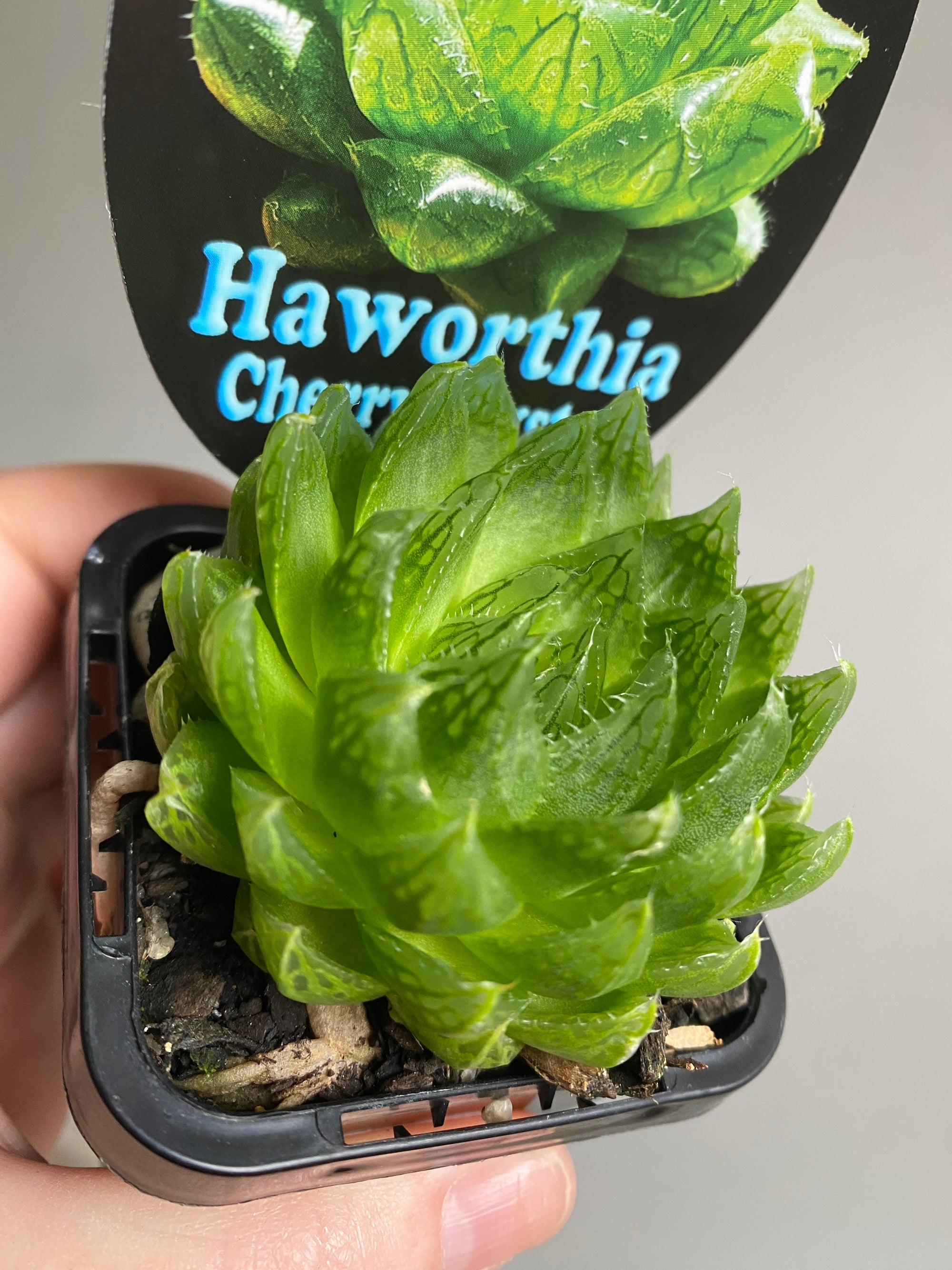 Haworthia Cherry Crystal