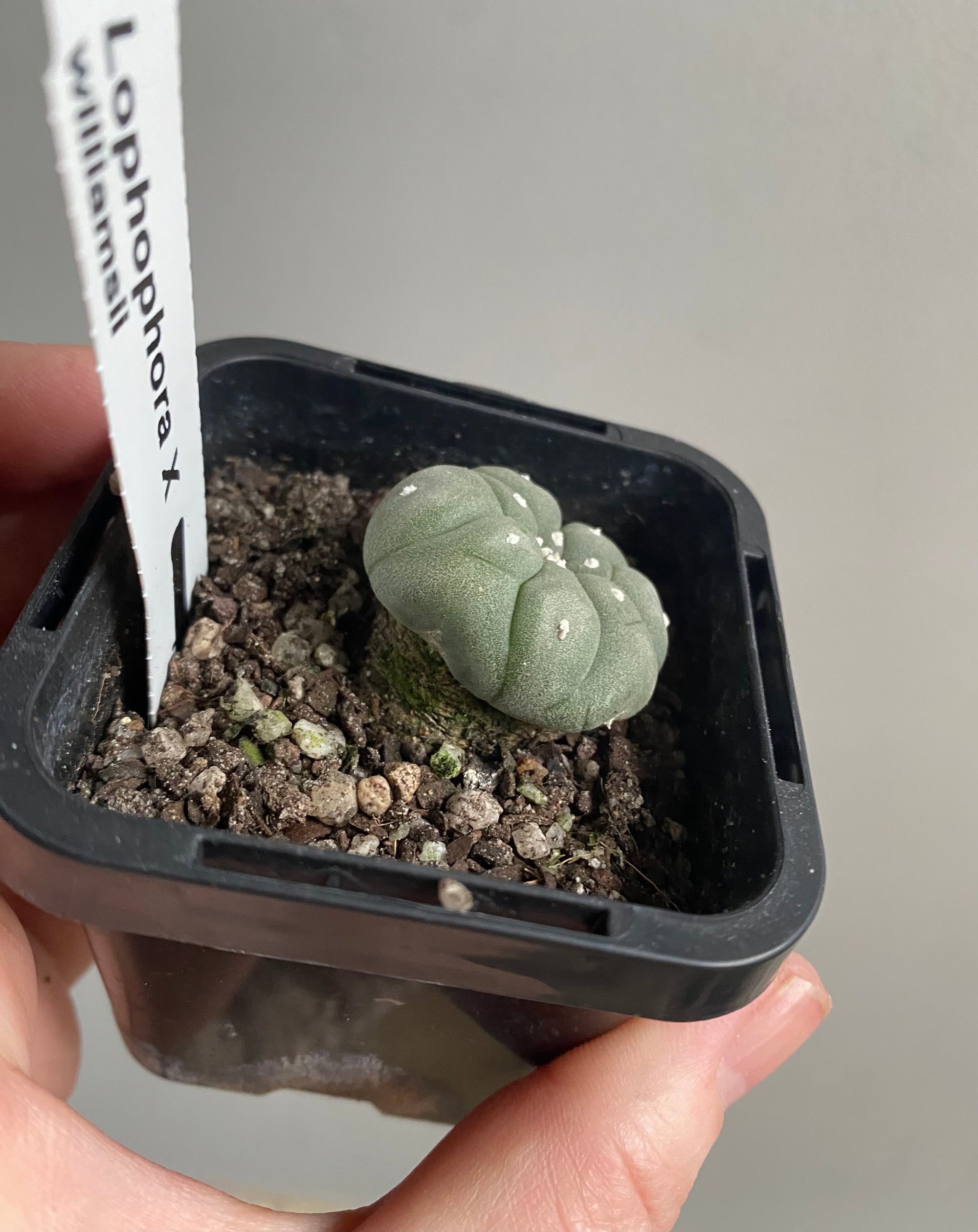 Lophophora williamsii