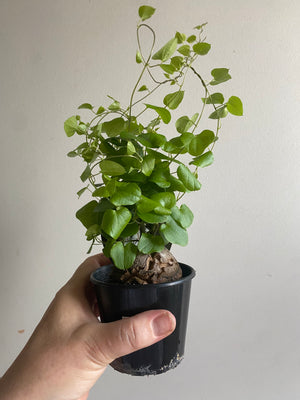 Dioscorea elephantipes ‘The Elephant’s Foot’