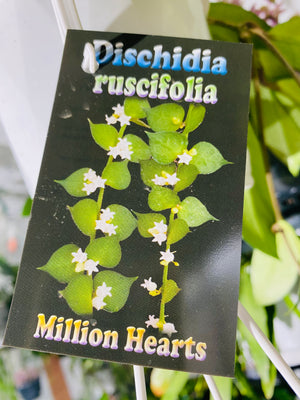 Dischidia ruscifolia - Million Hearts