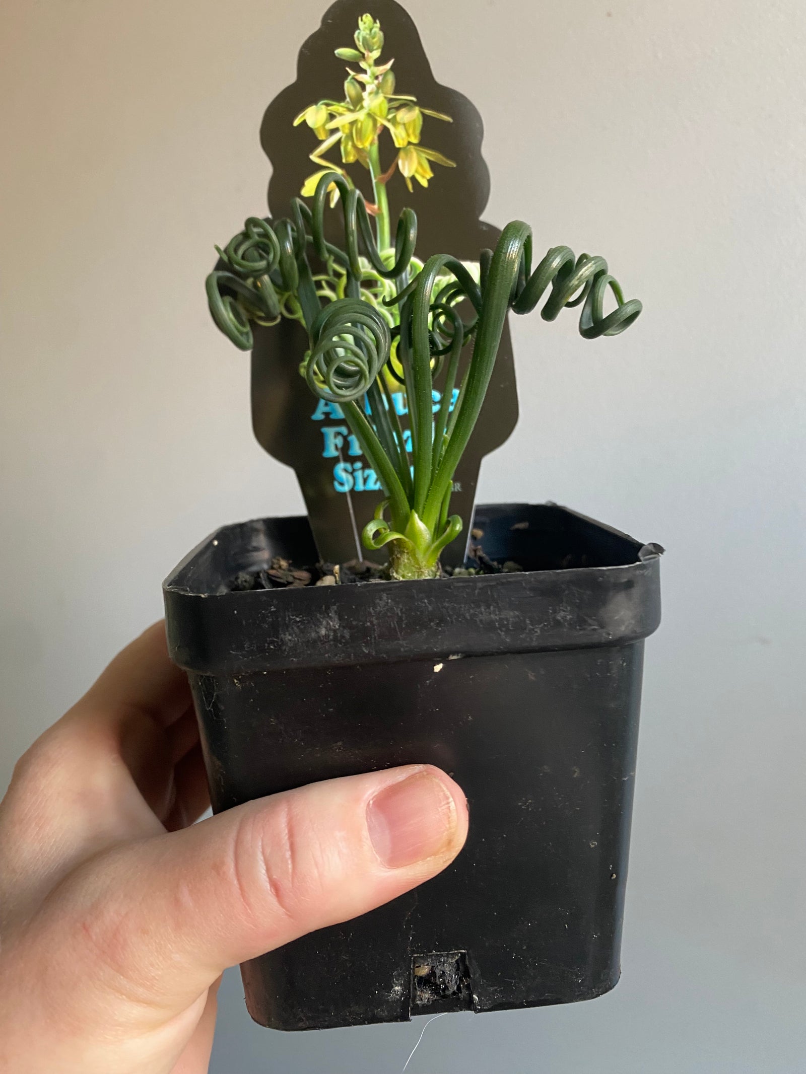 Albuca spiralis ‘Frizzle Sizzle’ (Summer Dormant)