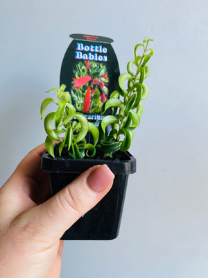 Curly Lipstick Plant (Rasta) - Aeschynanthus radicans