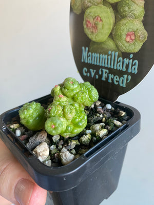 Mammillaria bocasana c.v. 'Fred'
