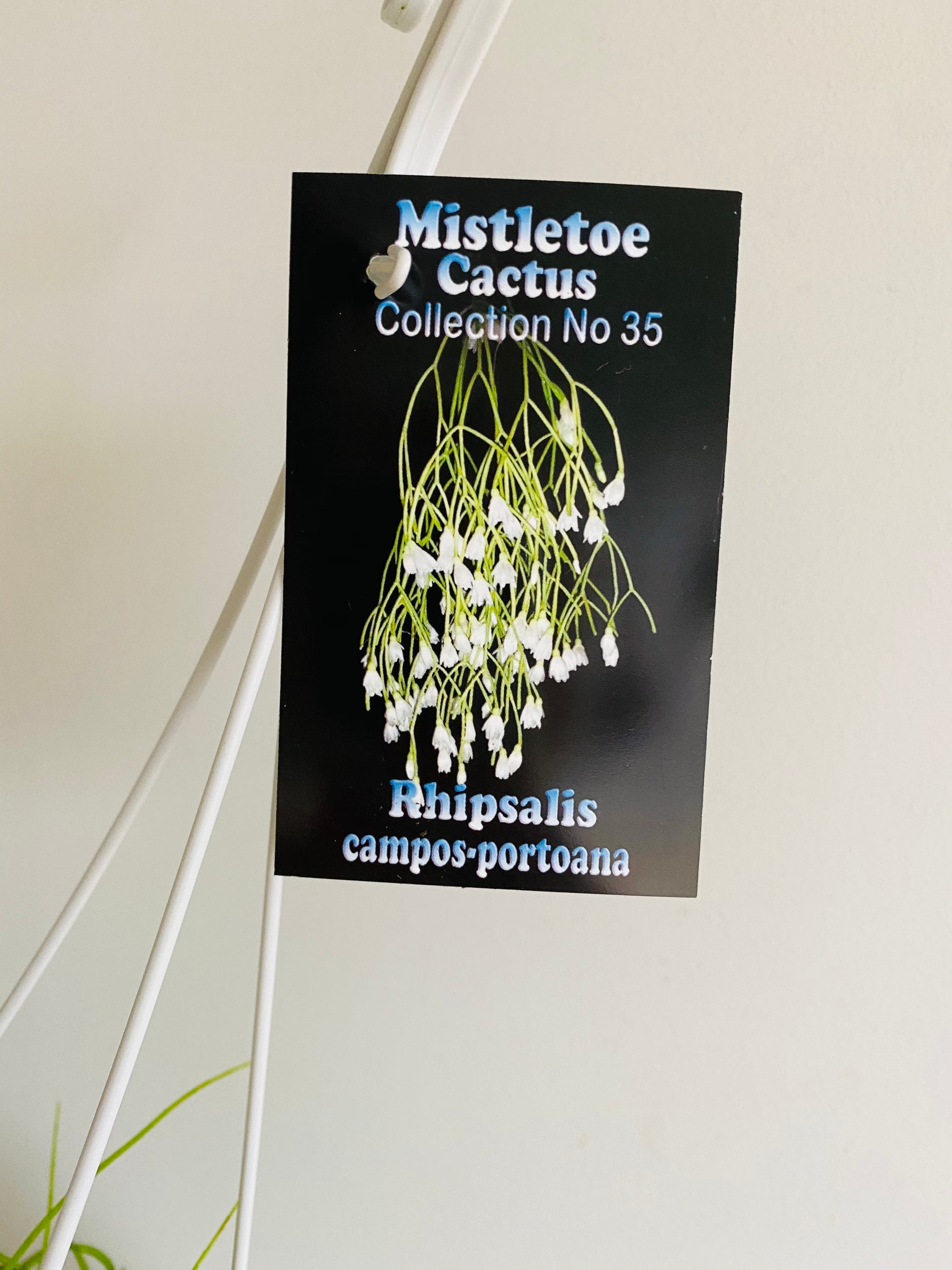 Rhipsalis Campos Portoana - Mistletoe Cactus Collection No. 35