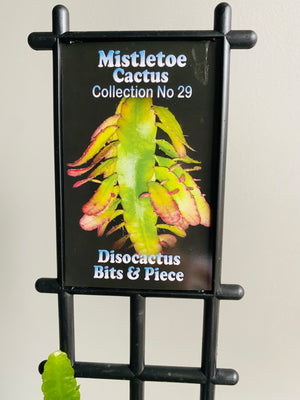 Rhipsalis Disocactus Bits n Pieces - Mistletoe Cactus Collection No. 29