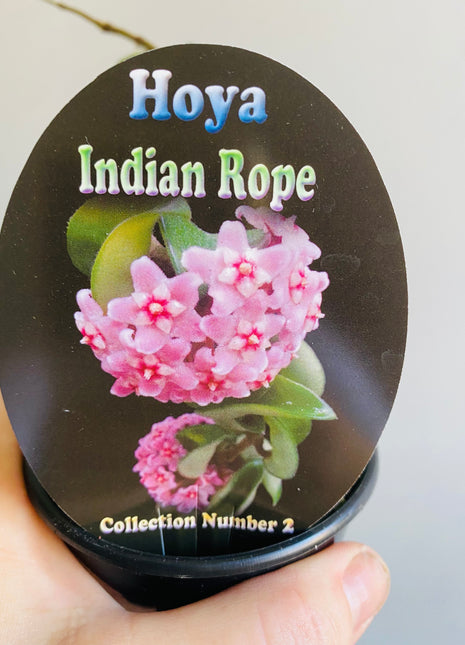 Hoya - Indian Rope Collection No. 2