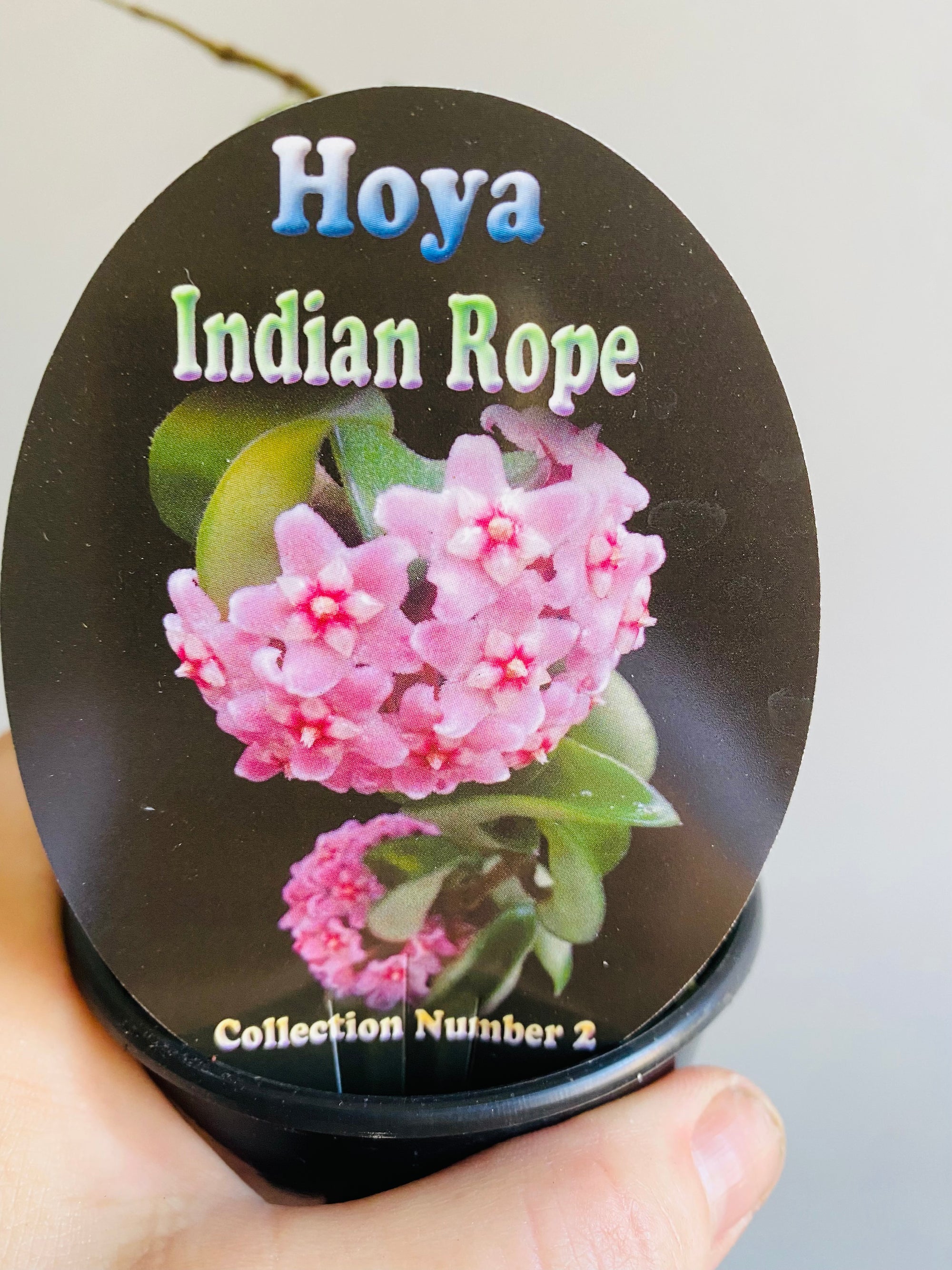 Hoya - Indian Rope Collection No. 2