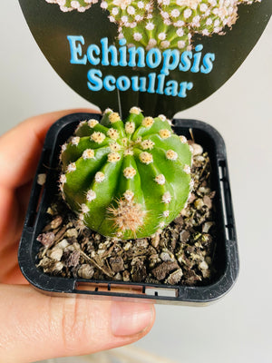Echinopsis Scoullar