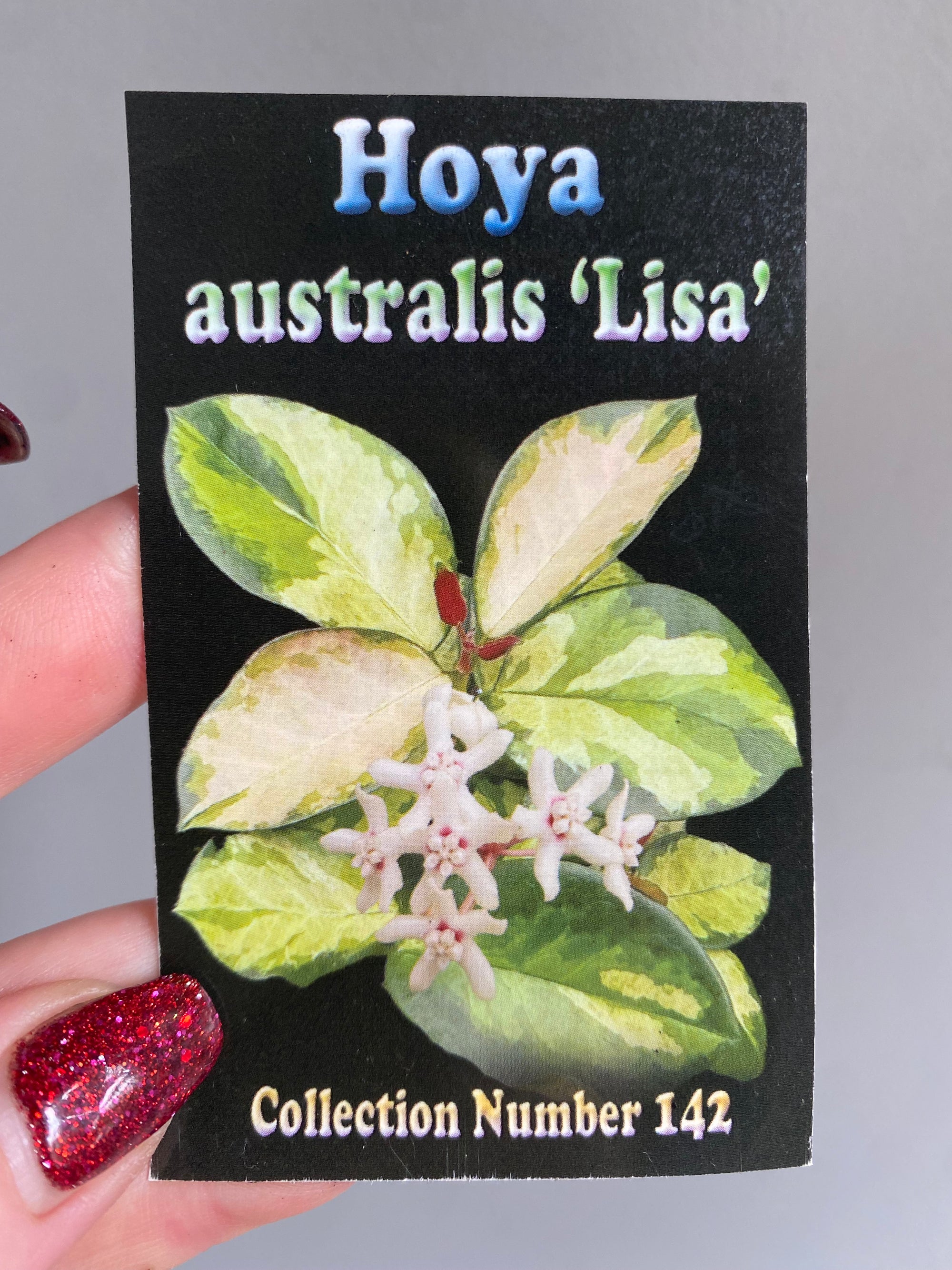 Hoya - Australis 'Lisa' Collection No. 142