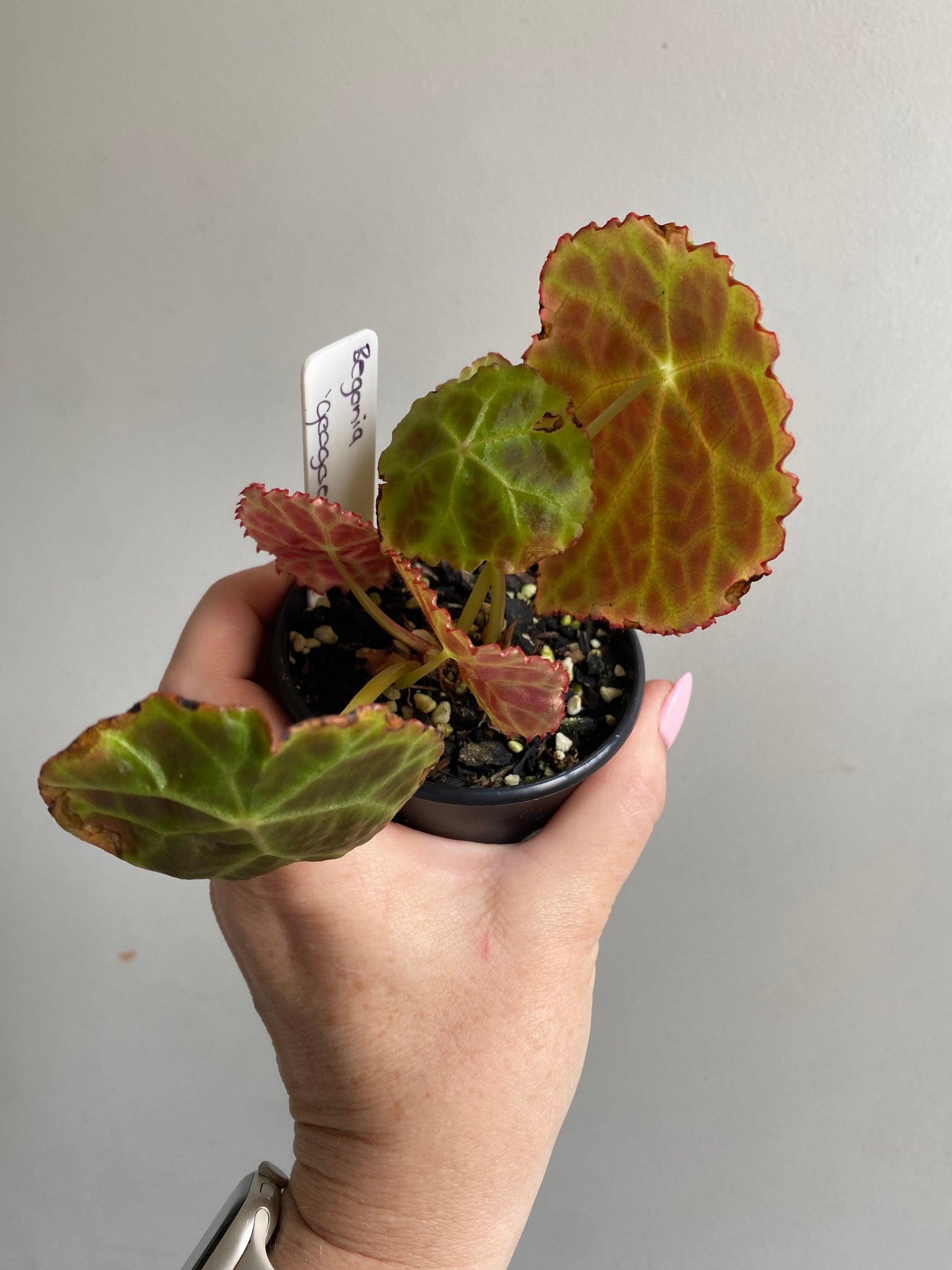 Begonia goegoensis My Jungle Shack