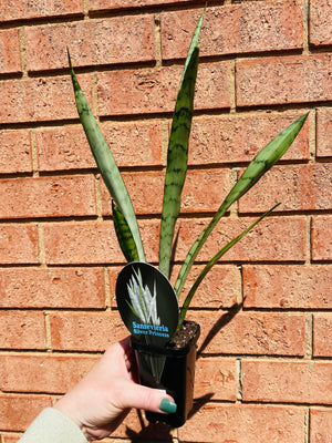 Sansevieria trifasciata -  Silver Princess