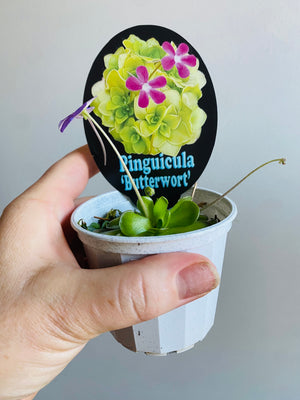 Pinguicula hybrids 'Butterworts'