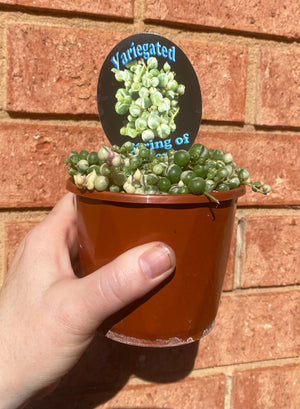 Senecio rowleyanus variegata - Variegated String of Pearls