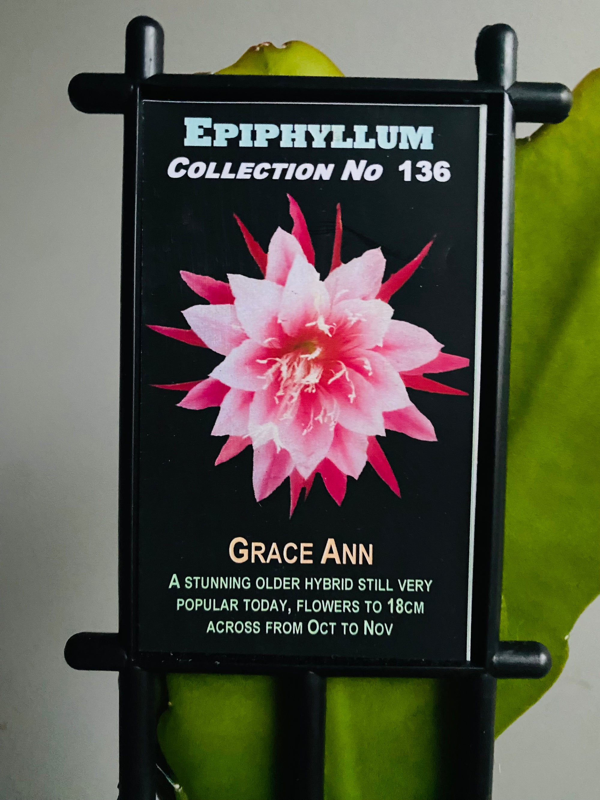 Epiphyllum 'Grace Ann' - Collection No. 136