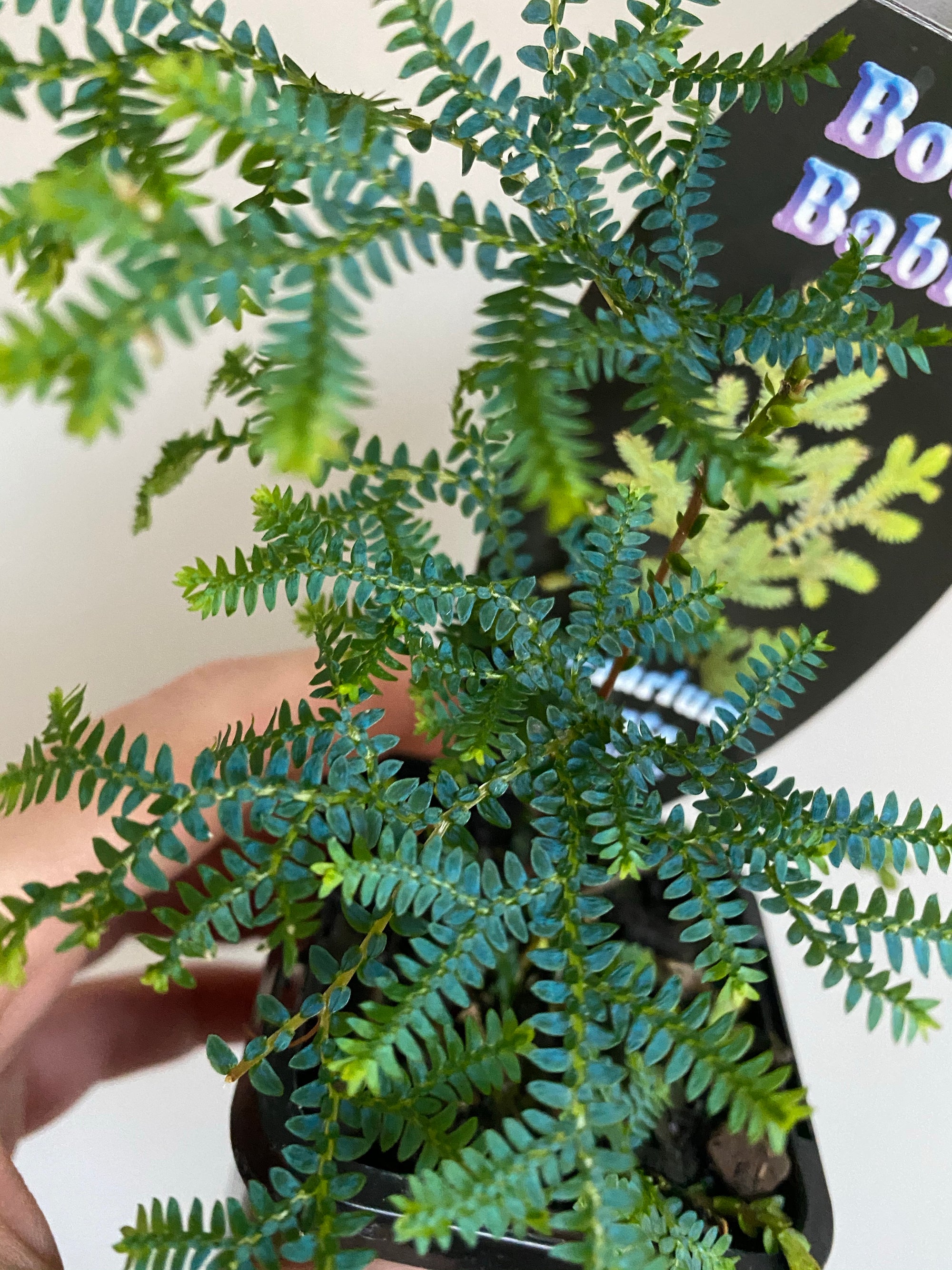 Selaginella uncinata - Blue 'Peacock Moss'