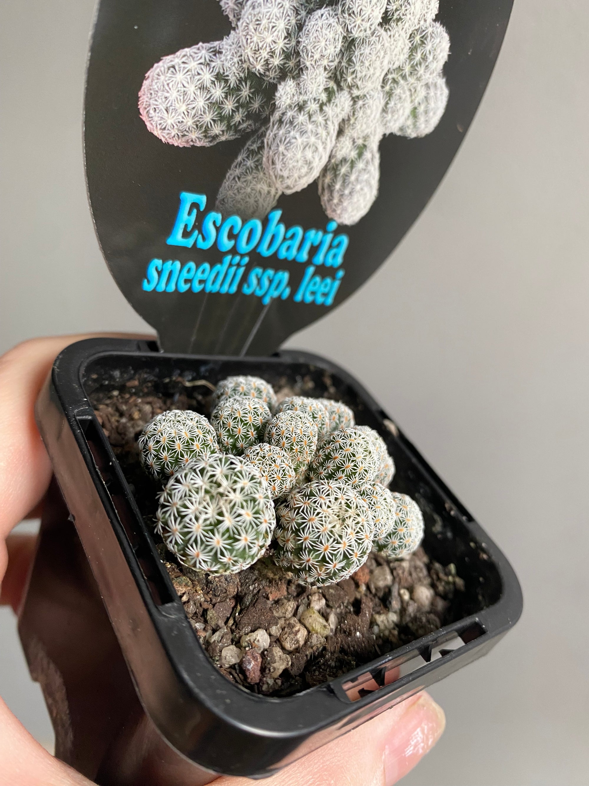 Escobaria sneedii subsp. leei