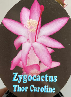 Schlumbergera Zygocactus varieties - 110mm Pot