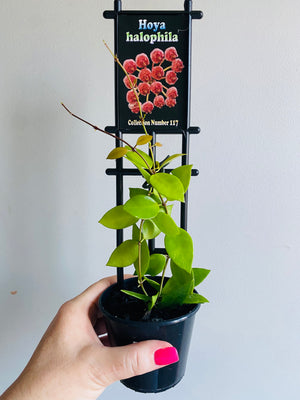 Hoya - Halophila Collection No. 117